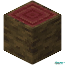 Mangrove Log
